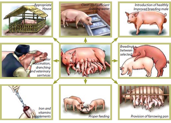 PIG FARMING OPERATIONS