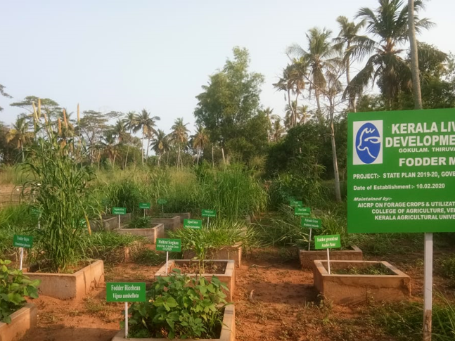 FODDER CROPS AND PASTURE MANAGEMENT