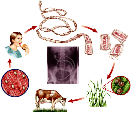 COMMON PARASITIC DISEASE TREATMENT 