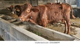 INFECTIOUS DISEASE TREATMENT