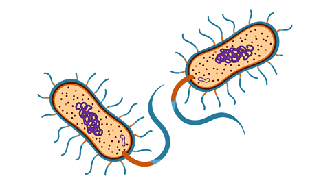 MICROORGANISM  IDENTIFICATION