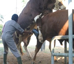 Artificial Ansemination