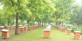 BEEKEEPING OPERATIONS