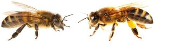 BEEKEEPING OPERATIONS