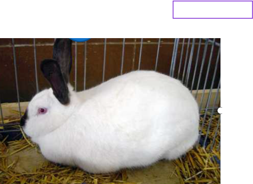 RABBIT FARMING OPERATIONS