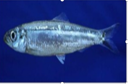 Fish farming operations