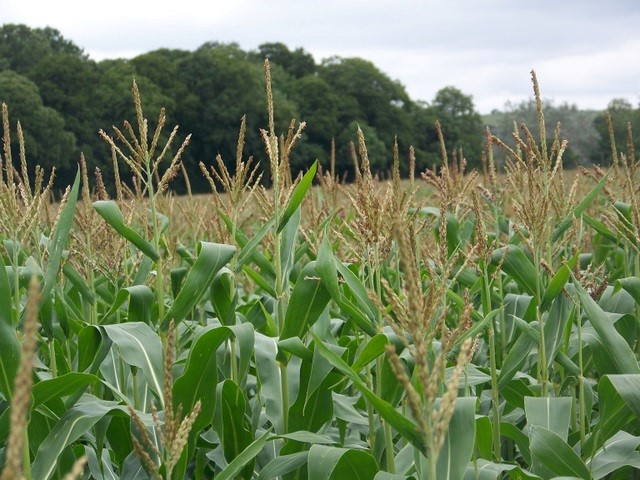FODDER CROPS CONSERVATION AND DISTRIBUTION
