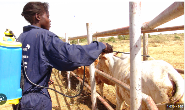 ANHPA302: Prevention of animal diseases