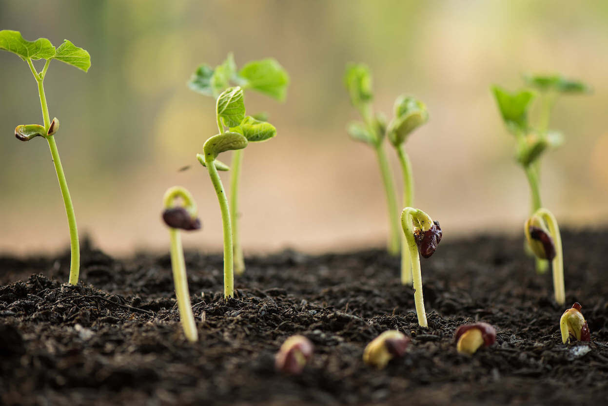 Crop Production E-lesson: Planting Materials Treatment