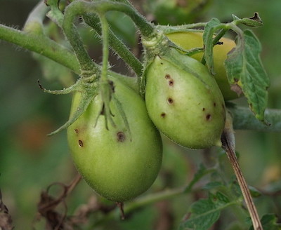 Crop Production E-lesson: Vegetable Pest and Disease Control Methods 