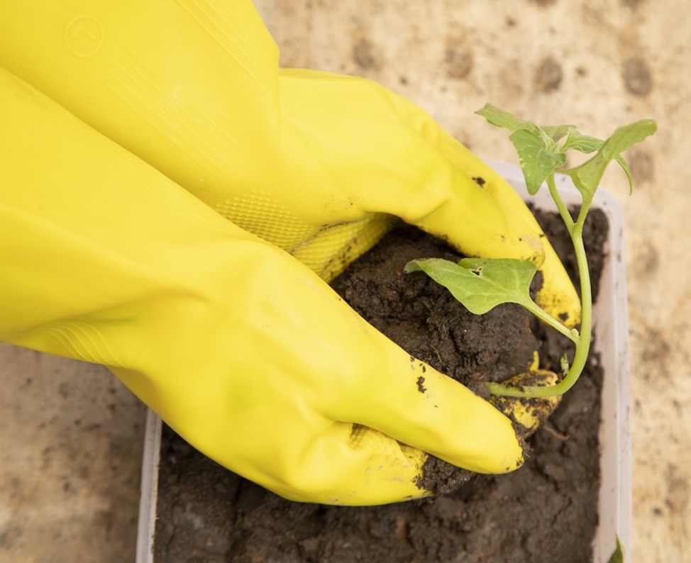 Crop Production E-lesson: Apply Vegetable Planting Methods